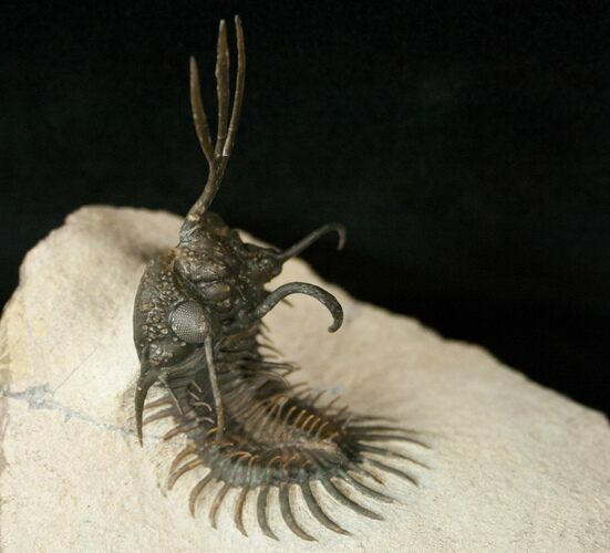 Outstanding Trident Walliserops Trilobite - New Variation #17293